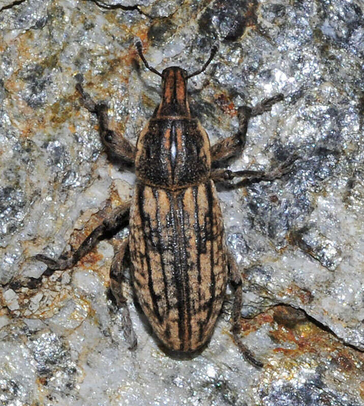 Image of Pseudocleonus carinatus