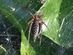 Image of Agelena labyrinthica (Clerck 1757)