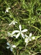 Sabatia quadrangula Wilbur resmi