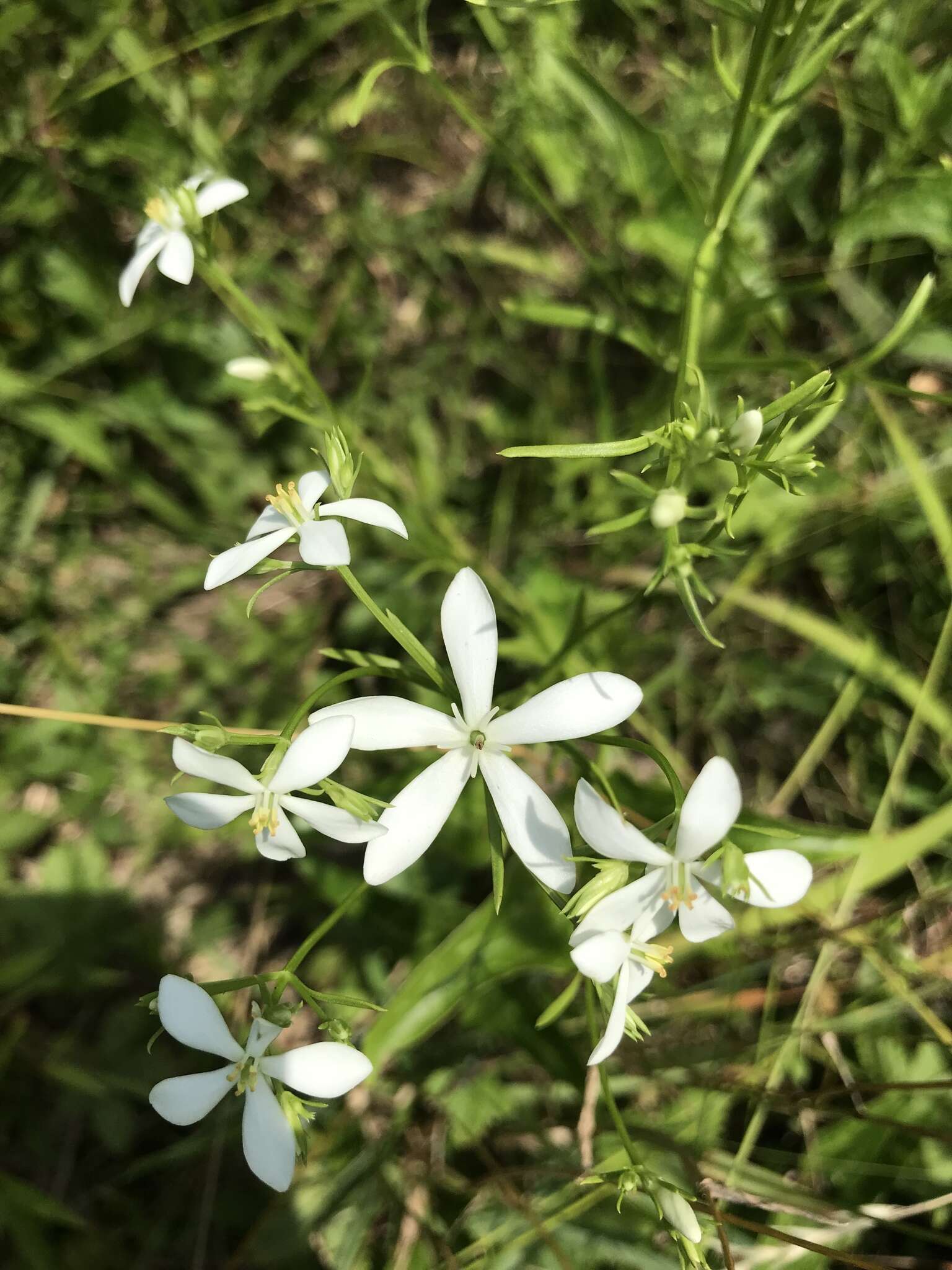 Sabatia quadrangula Wilbur resmi