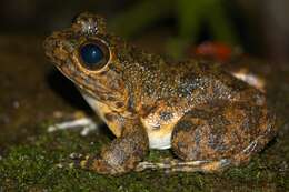 Image of Grandidier's Madagascar Frog
