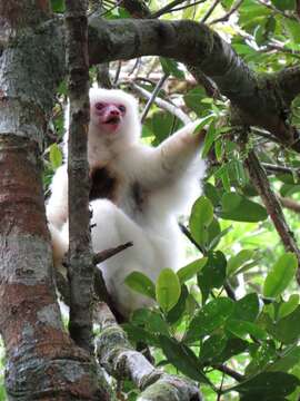 Image of Silky Sifaka