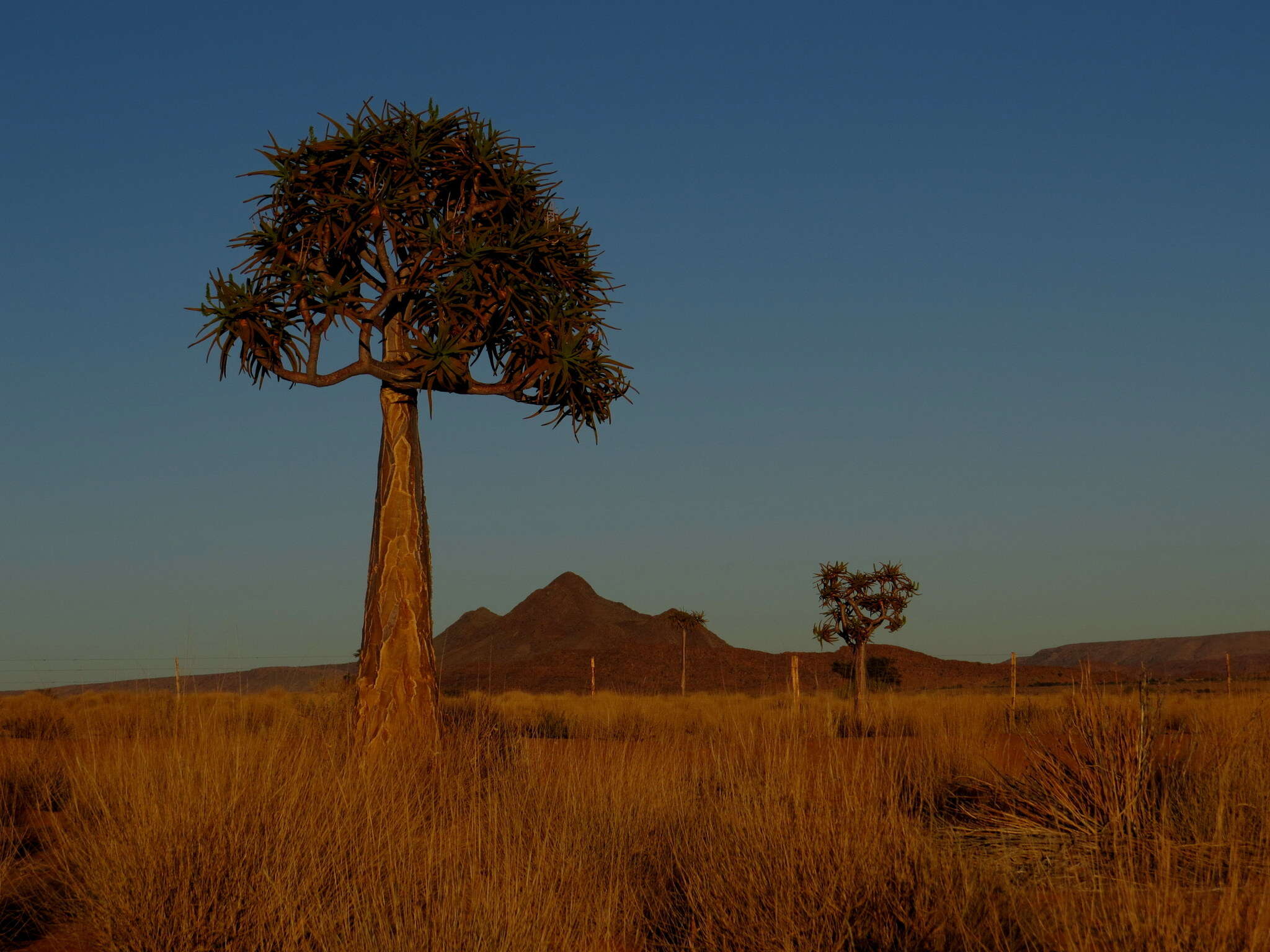 Image de Aloidendron dichotomum (Masson) Klopper & Gideon F. Sm.