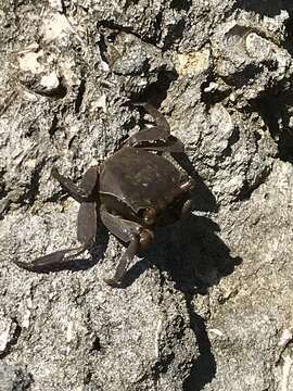 Image of Squareback Marsh Crab