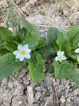 <i>Caltha chionophila</i> resmi