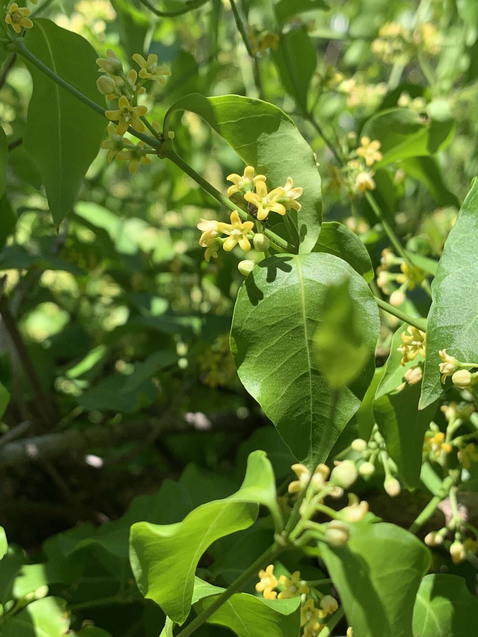 Image of Secamone parvifolia (Oliv.) Bullock