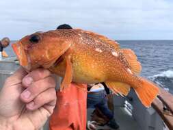 Image of Starry rockfish