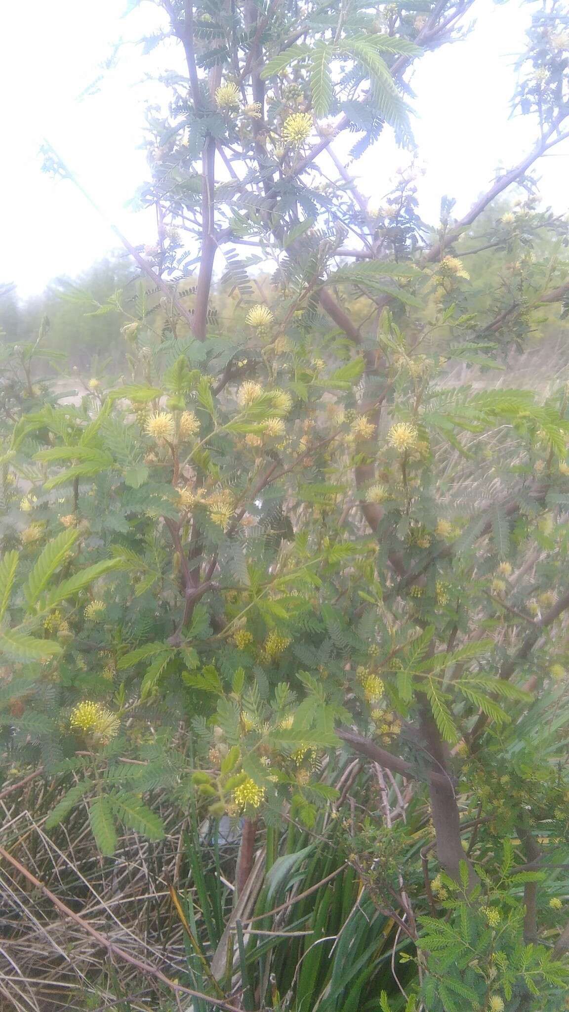 Image of Mimosa bonplandii Benth.