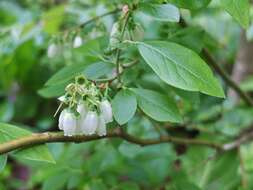 Image of Highbush blueberry