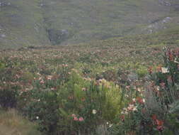 Imagem de Protea aurea subsp. aurea