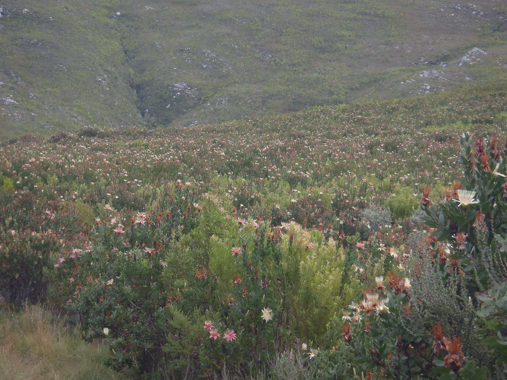 Imagem de Protea aurea subsp. aurea