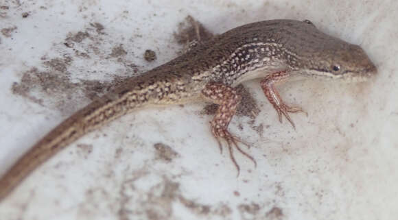 Image of Speckled sand skink