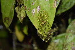 Image of Lesser Treefrog