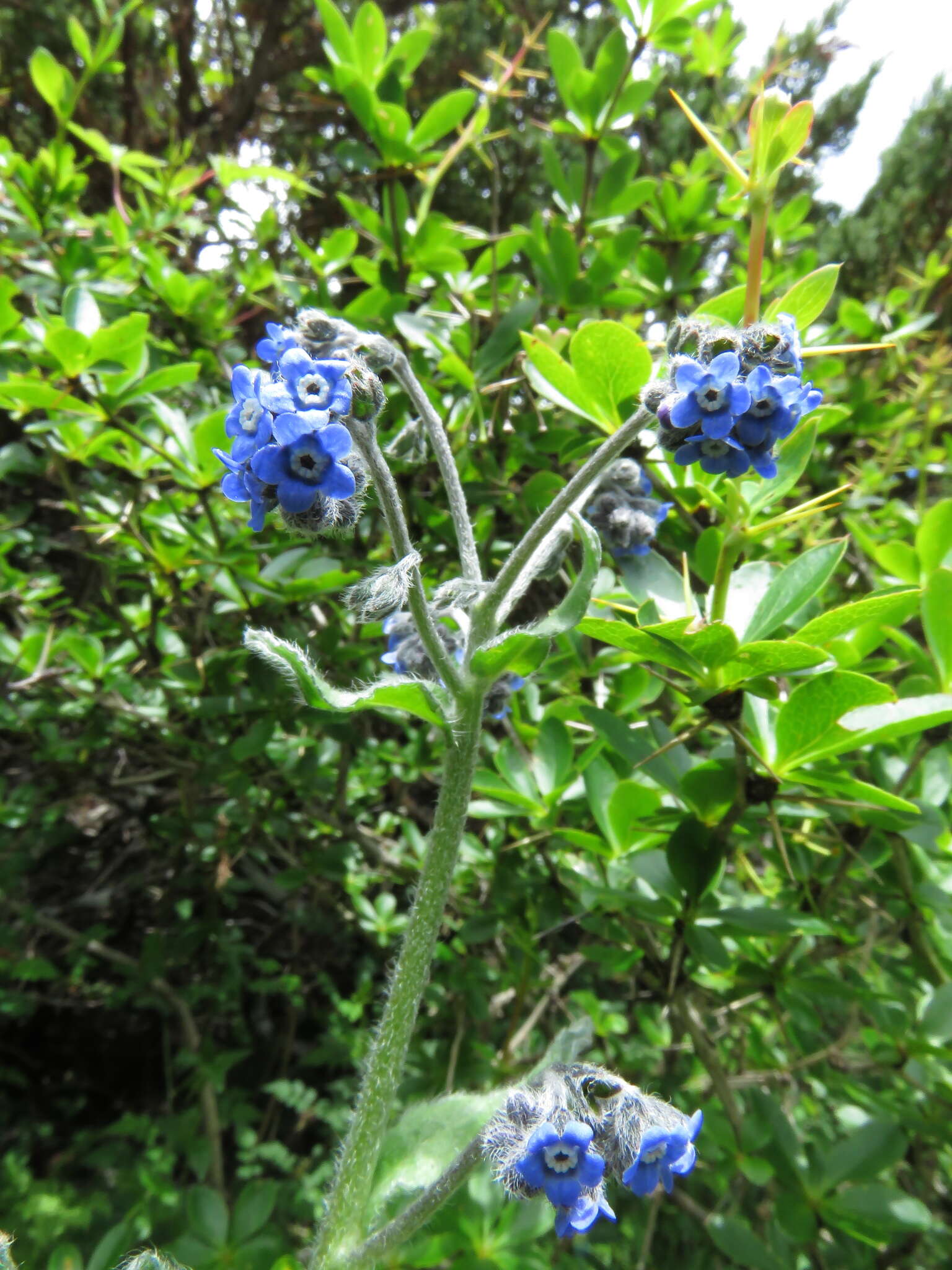 Image de Cynoglossum alpestre Ohwi