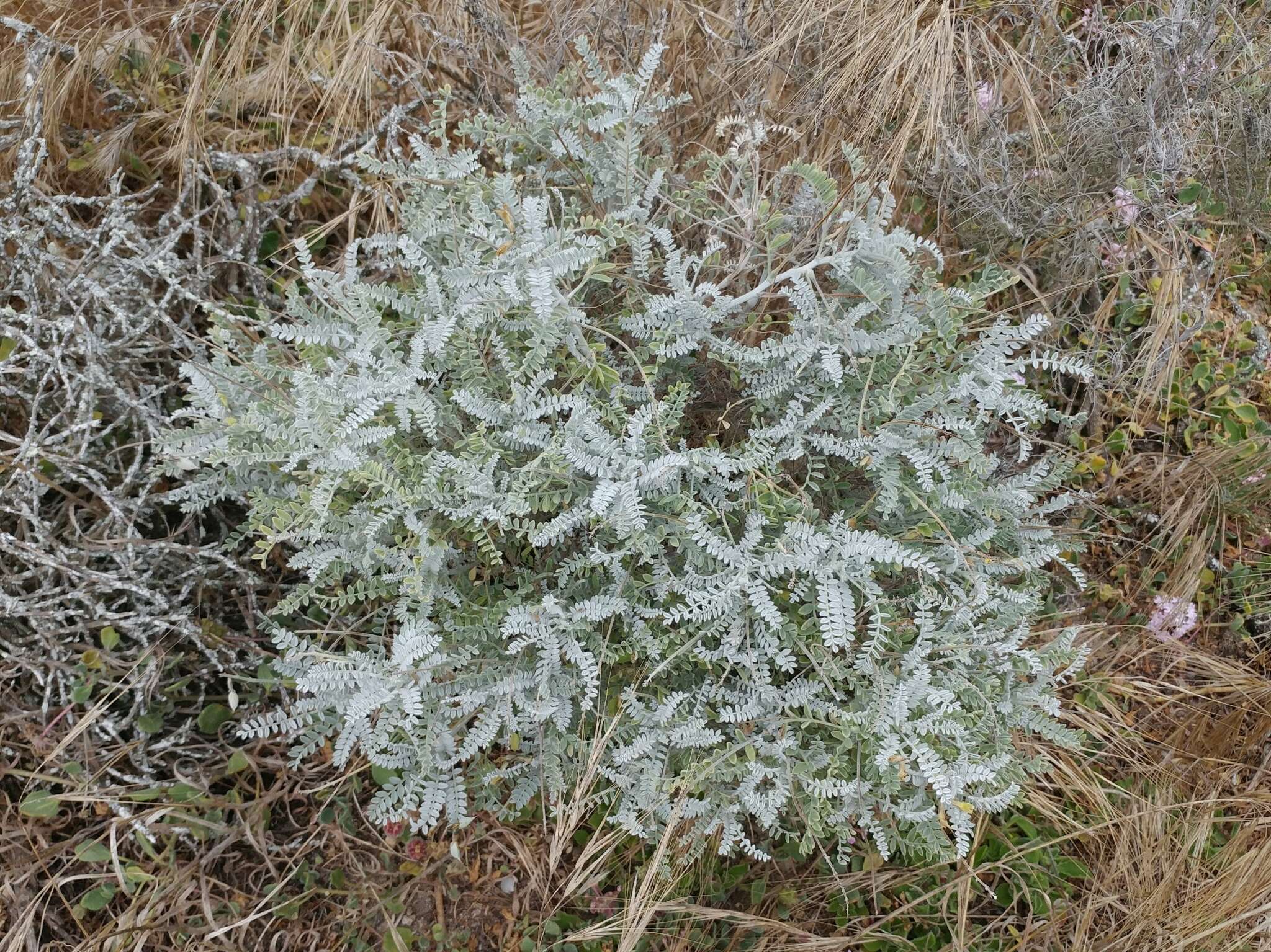 صورة Astragalus traskiae Eastw.