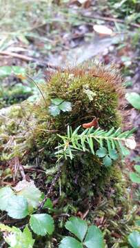 Image of tetraphis moss