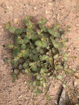 Image of Gonocarpus micranthus subsp. ramosissimus Orchard