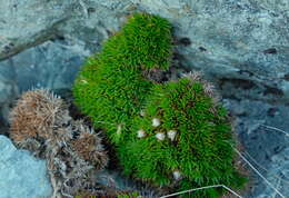 Plancia ëd Psychrophyton subulatum (Hook. fil.) Beauv.