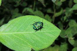 Image of Orsilochides variabilis (Herrich-Schaeffer 1837)