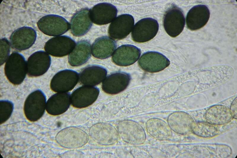 Image of Schizothecium miniglutinans (J. H. Mirza & Cain) N. Lundq. 1972