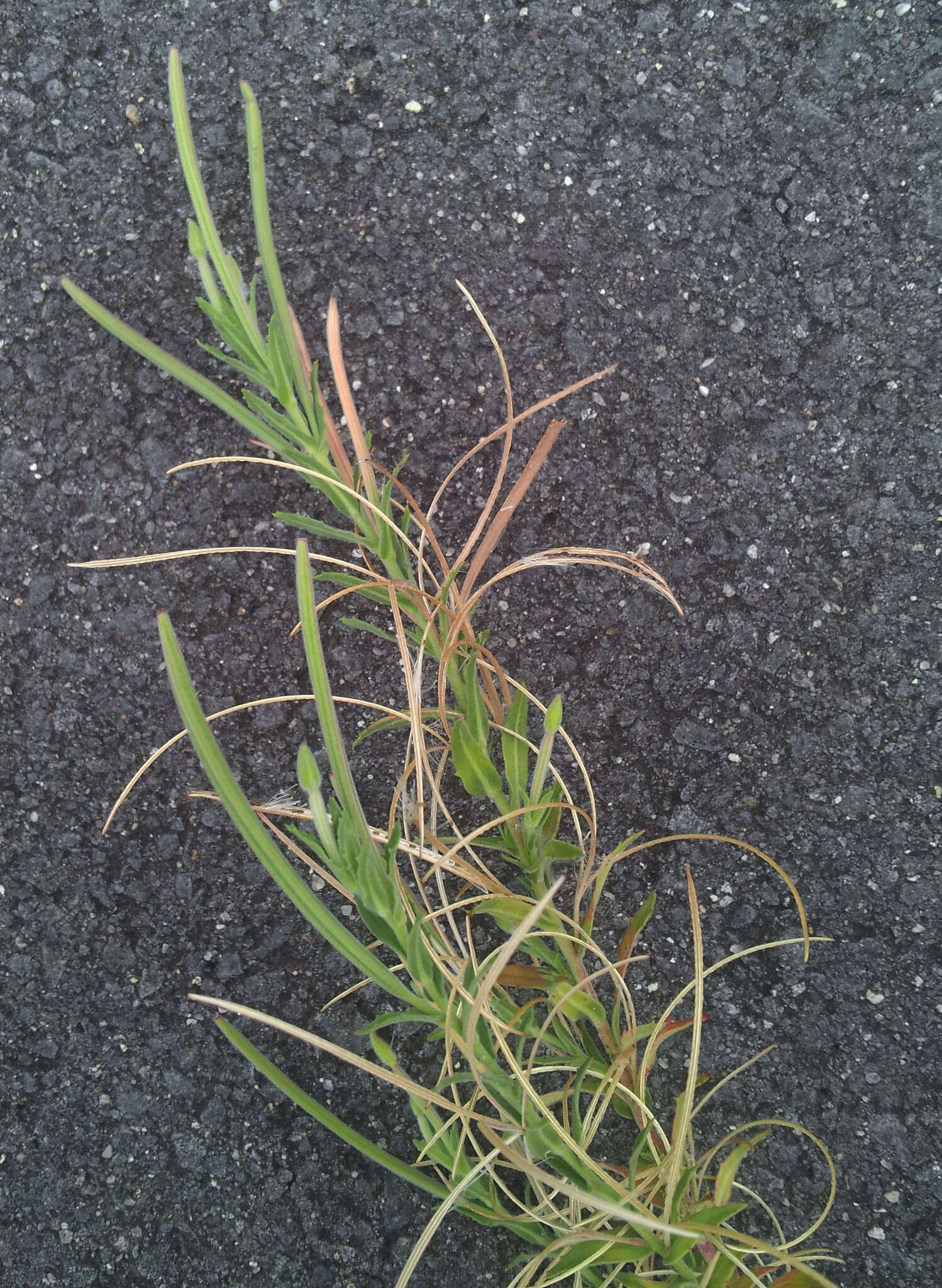 Image of Epilobium hirtigerum A. Cunn.