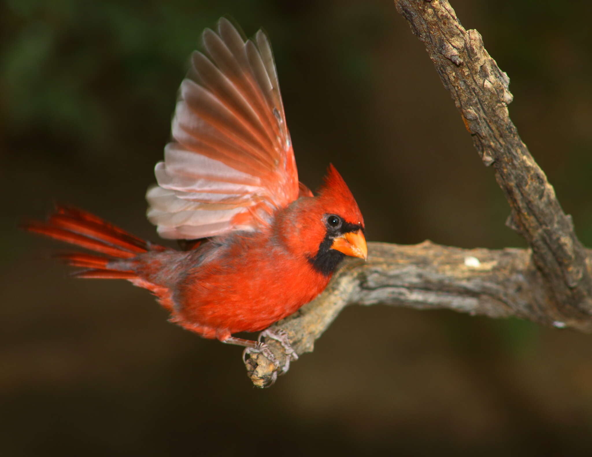 Imagem de Cardinalis Bonaparte 1838