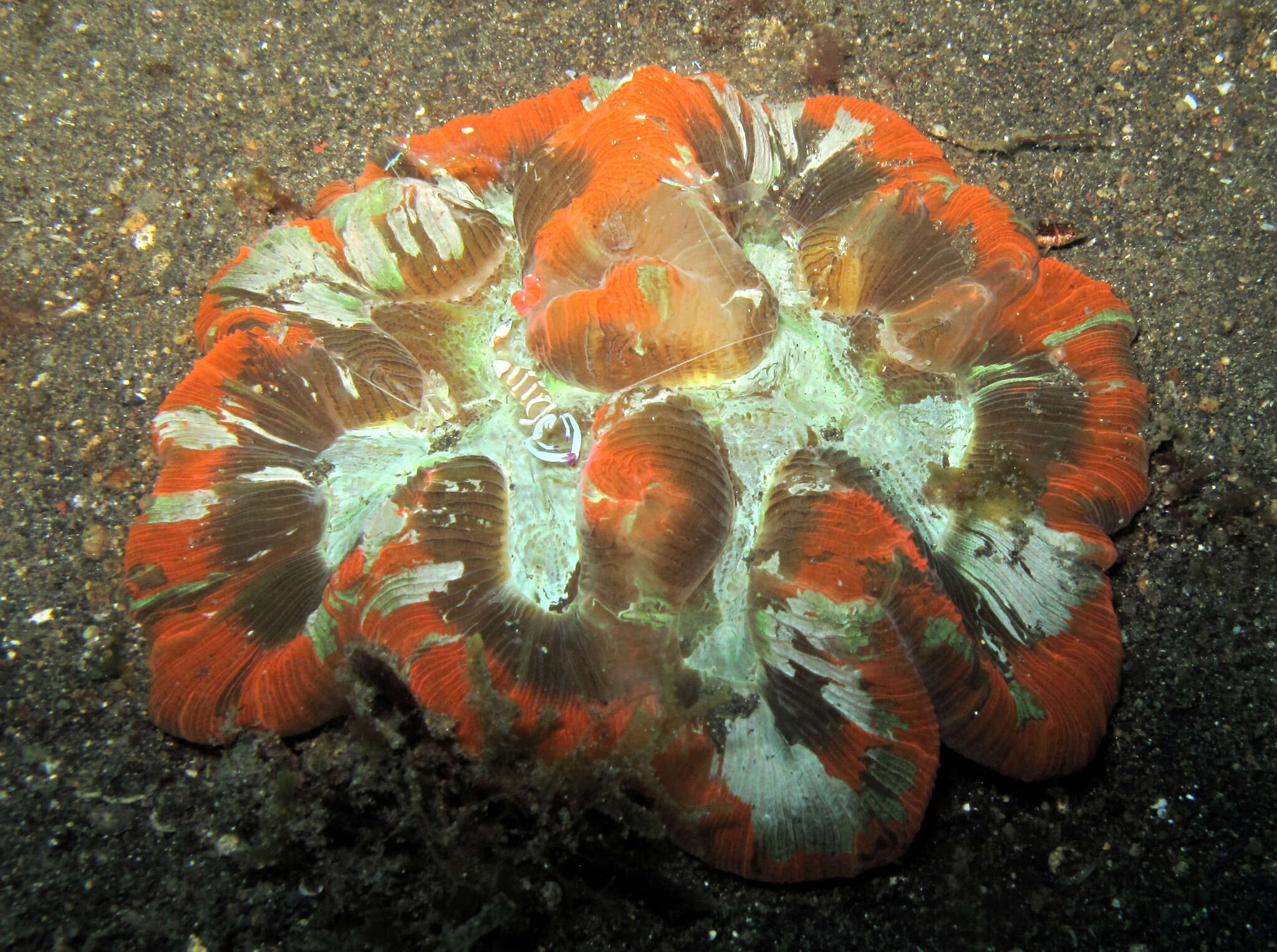 Image de Trachyphyllia Milne Edwards & Haime 1849