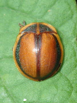 Image of Chelymorpha peruana Spaeth 1902