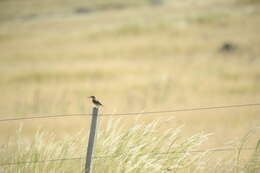 Image of Scale-throated Earthcreeper