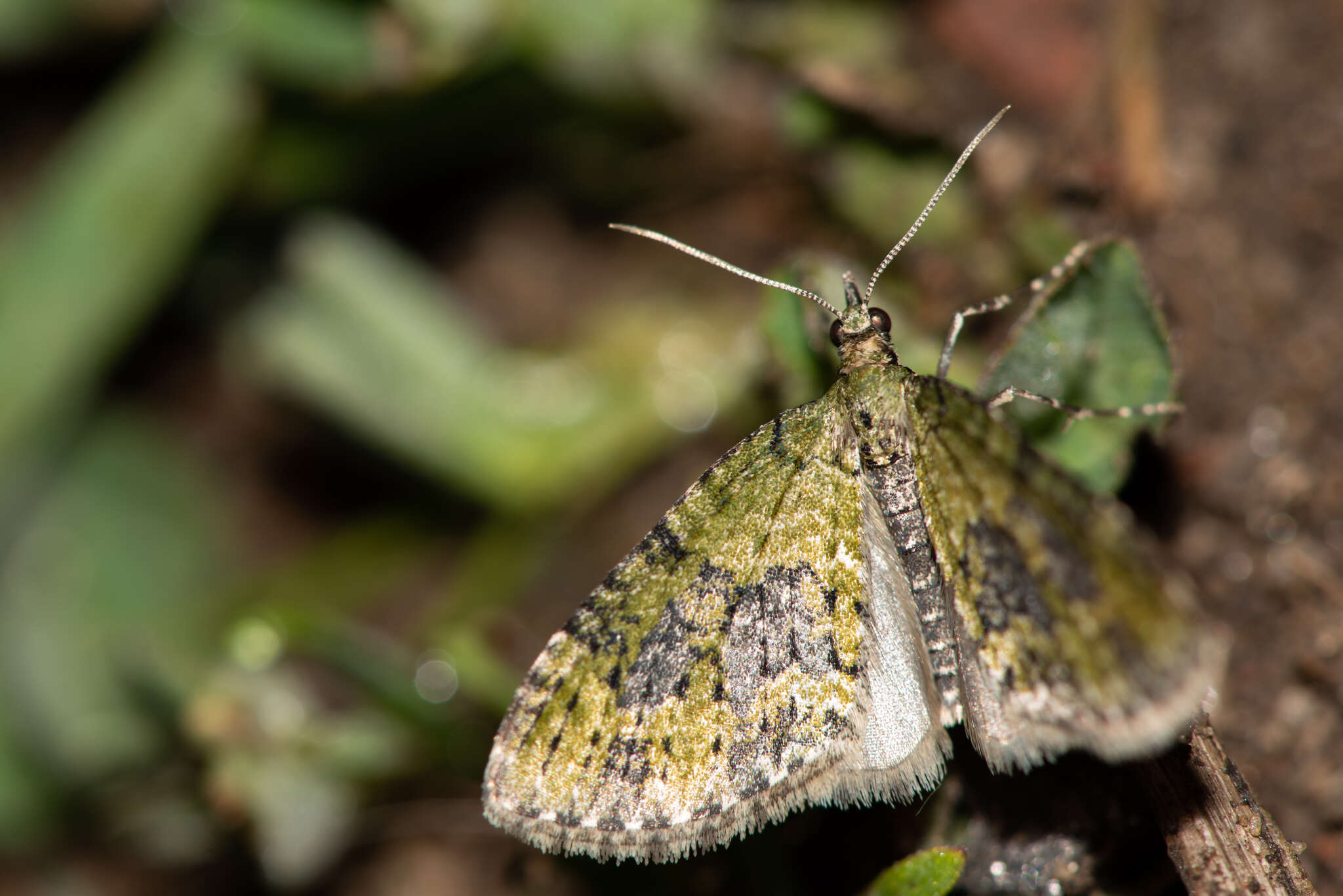 Image of yellow-barred brindle