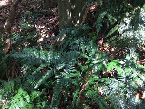 Image of East Indian hollyfern