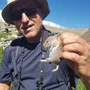 Image of Silver Mountain Vole