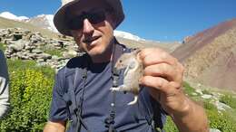 Image of Silver Mountain Vole