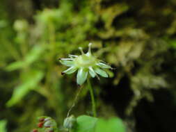 Image of Saxifraga paradoxa Sternb.