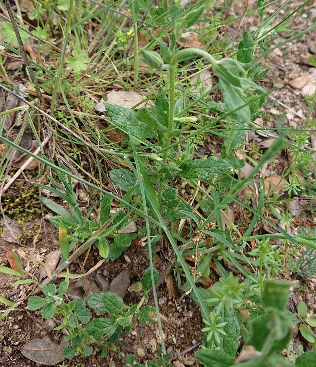 Plancia ëd Helianthemum salicifolium (L.) Miller