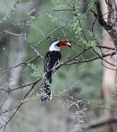 Image of Von der Decken's Hornbill