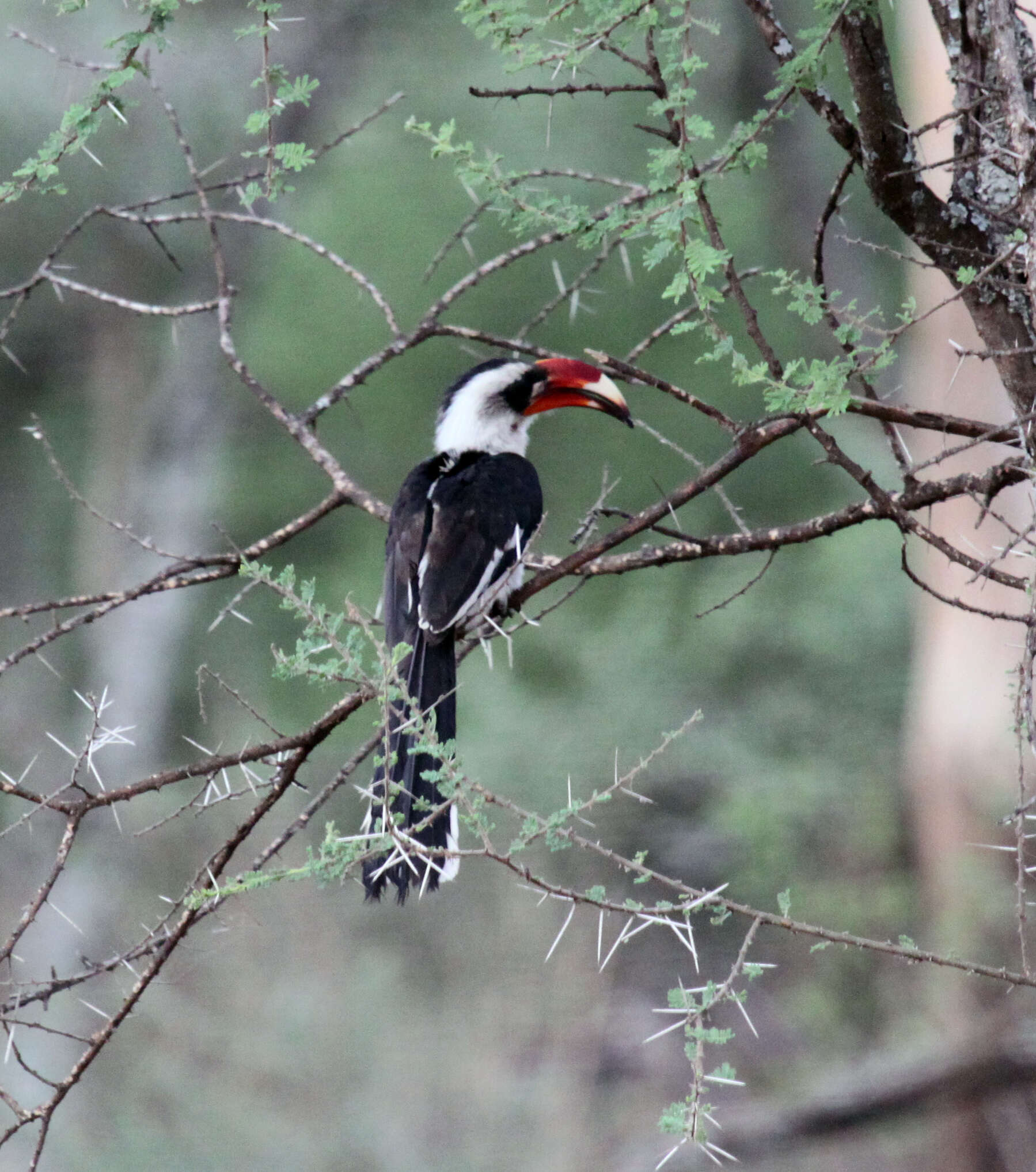 Image of Von der Decken's Hornbill