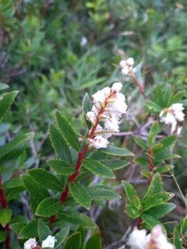 Image of Gaultheria ulei Sleum.