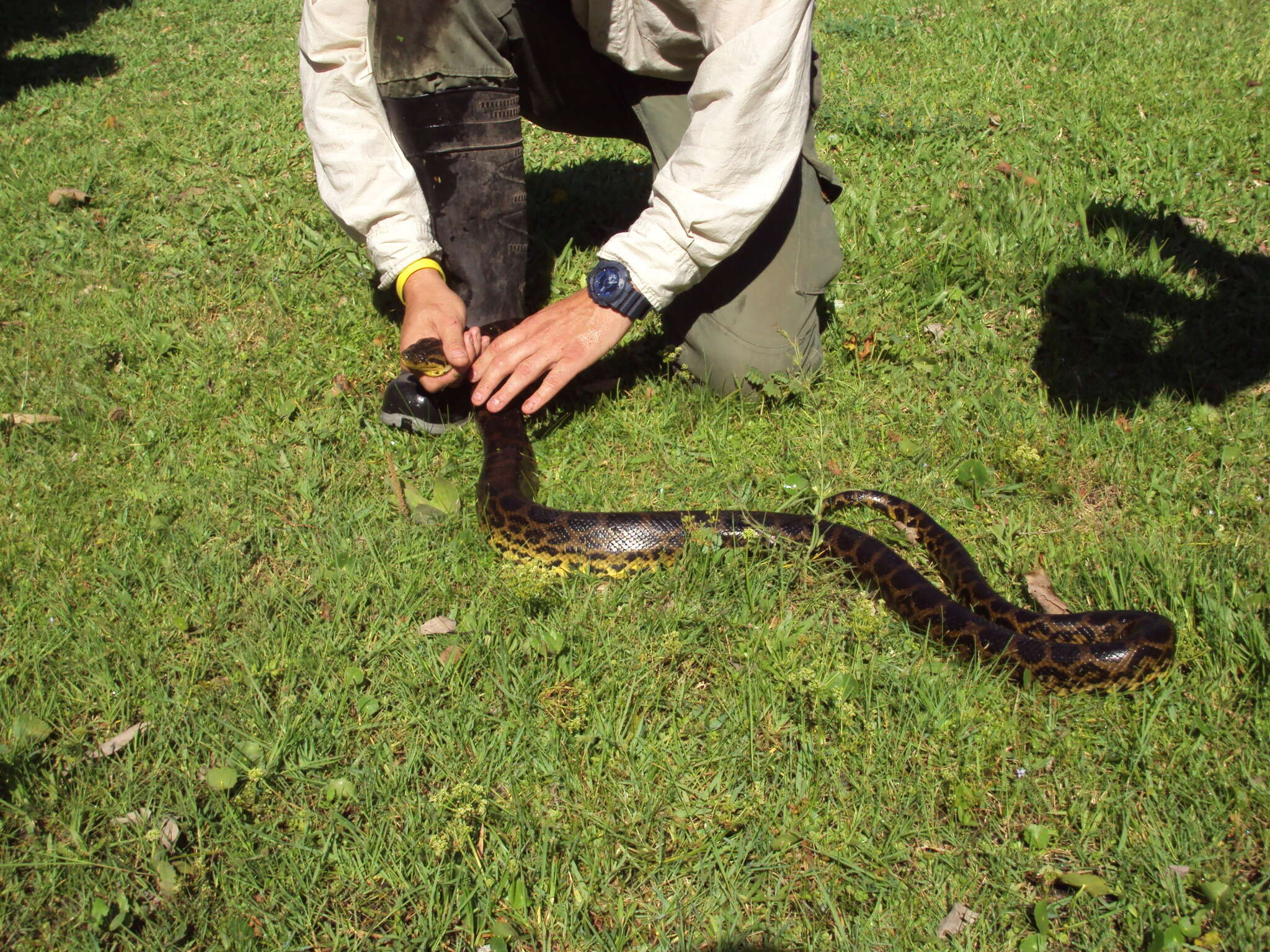 Image of Yellow anaconda