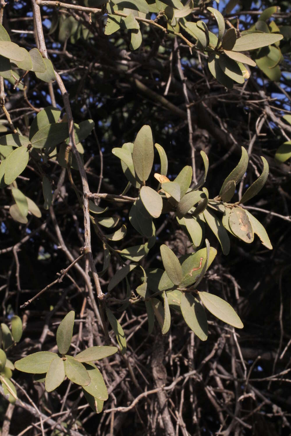 Image of Ventilago viminalis Hook.