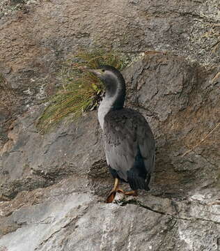 Image of Phalacrocorax punctatus oliveri Mathews 1930