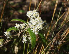 Image of Olearia lyrata (Sims) Hutch.