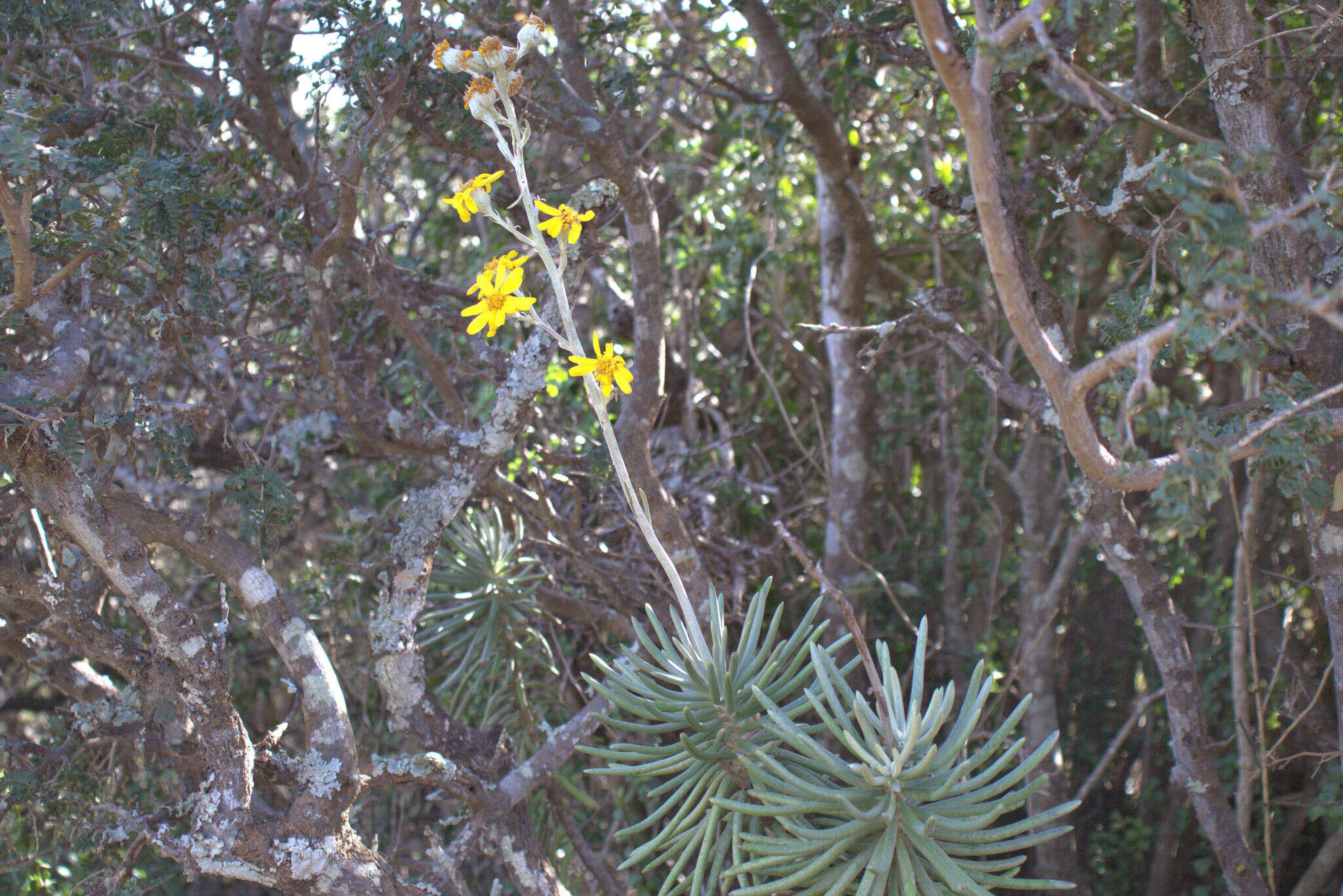 Image of Caputia pyramidata (DC.) B. Nord. & Pelser