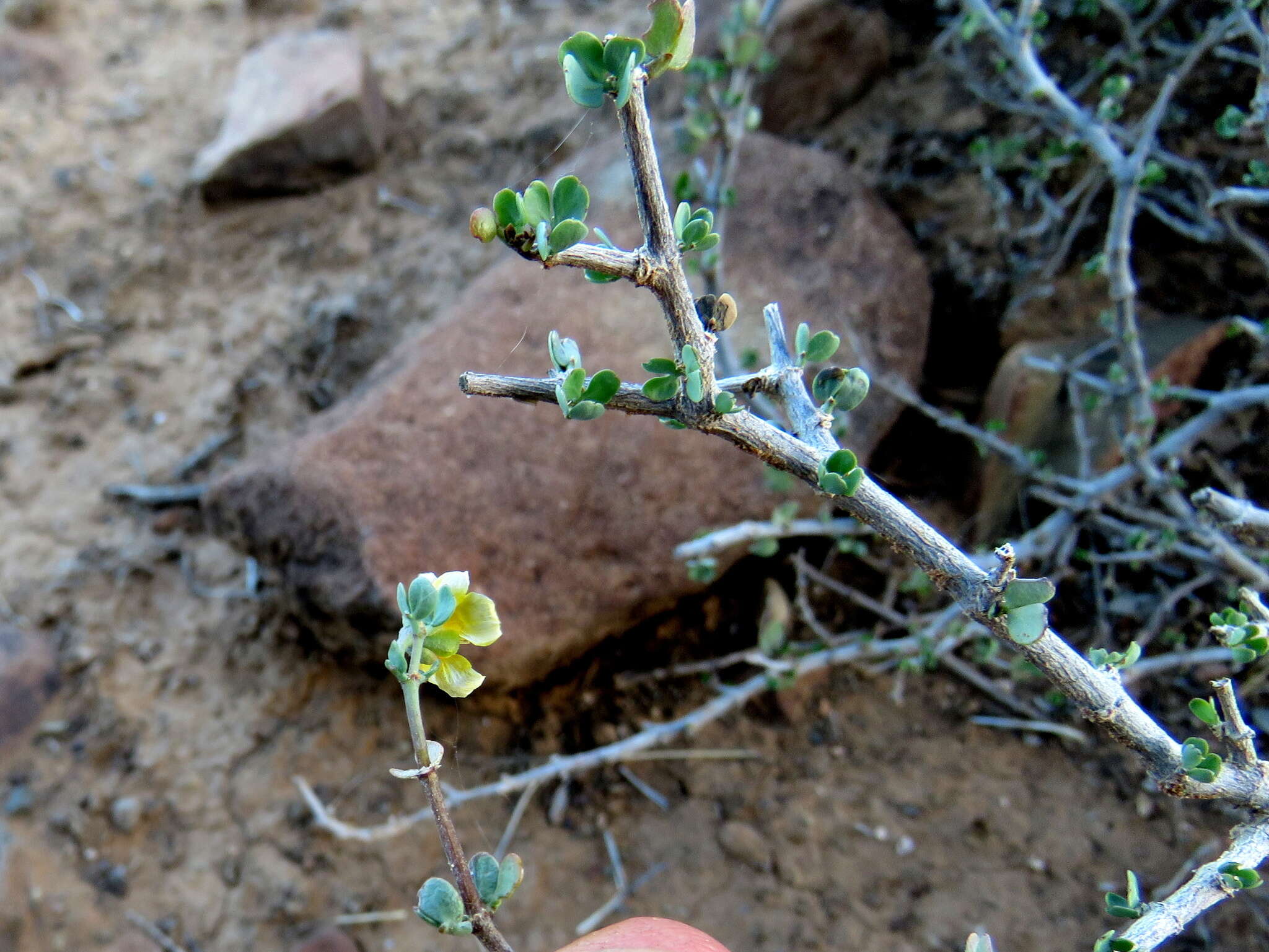 Image of Roepera lichtensteiniana (Cham.) Beier & Thulin