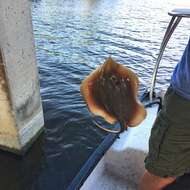 Image of Atlantic Stingray