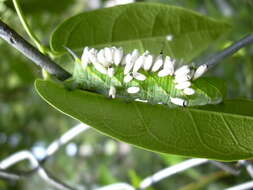 Image of Cotesia congregata (Say 1836)