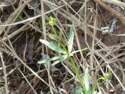 Image of Goldilocks Buttercup