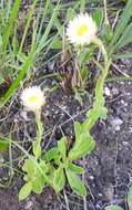 Image of Helichrysum monticola Hilliard