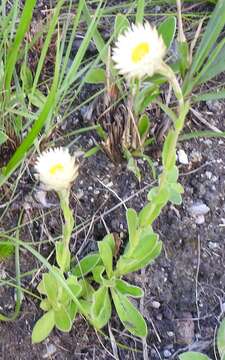 Image of Helichrysum monticola Hilliard