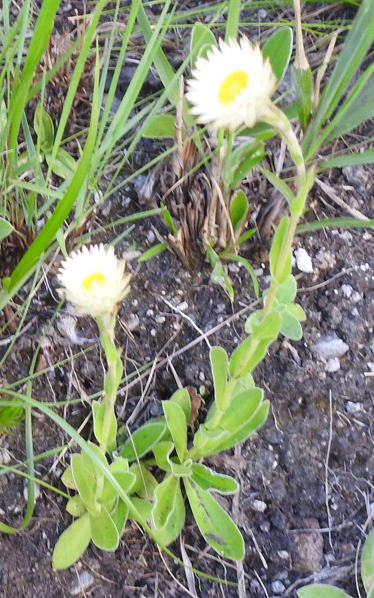 Image of Helichrysum monticola Hilliard